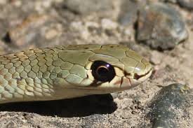 Snake I D Snakeout