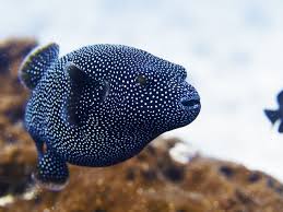 Pufferfish (fugu) makes the best tasting sushi in the world, but it is also the when put to use by the pufferfish, the substance is employed to keep predators away while it is alive, and apparently to. Where Do Pufferfish Live Earth Com Earthpedia