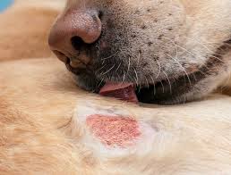 hot spots on dogs moist dermais