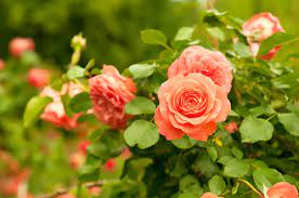 Rose Garden Images Browse 2 409 375