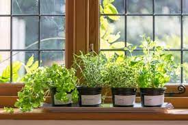 Growing Your Own Windowsill Herb Garden