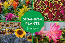 ornamental plants types photos and