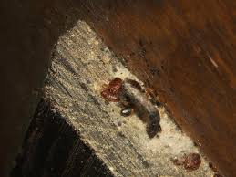can bed bugs live in wood pestseek