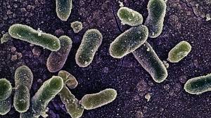 Salmonella infection (salmonellosis) is a common bacterial disease that affects the intestinal tract. Salmonella Outbreak Investigated Bbc News