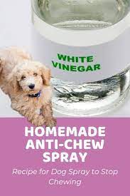 homemade anti chew spray for dogs