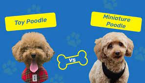 toy poodle vs miniature poodle what s