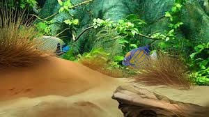 3d fish tank backgrounds wallpapers
