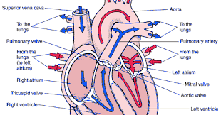 Flow Chart Of Human Heart Dsm Decision Flowchart For