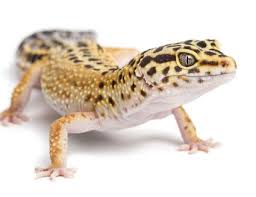 What To Know About Day Geckos