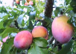 plums fruit ile ilgili görsel sonucu