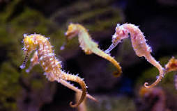 Image result for dried seahorse characteristics