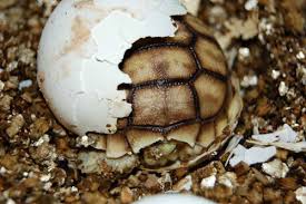 sulcata tortoise care sheet reptiles
