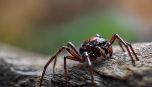 le false widows the tiny spiders