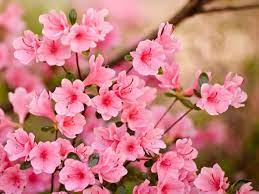 400 pink flowers wallpapers