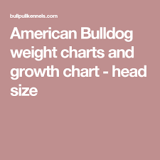 American Bulldog Weight Charts And Growth Chart Head Size