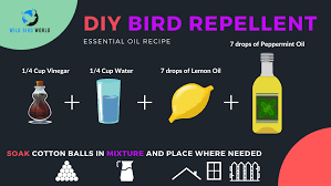 what smells repels birds 12 easy