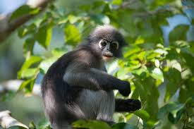 The dusky leaf monkey (also called a dusky langur or spectacled langur) pauses for a moment to give me a quick glance. Dusky Leaf Monkey Wikiwand