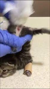 2017年9月子猫虐殺動画事件 地検に要望を - 公益財団法人動物環境・福祉協会Eva