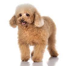 toy poodle dog breed information purina