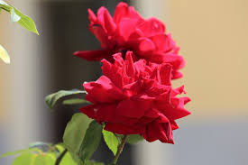 two red roses flower romantic love