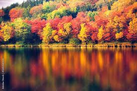 a beautiful autumn multicolored forest