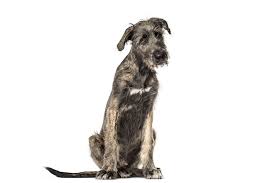 Learn about your this breed of dog with our extensive breed profile. Irish Wolfhound Dog Breed Information