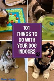 101 indoor activities for dogs fidose