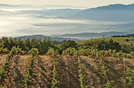 Ridge Monte Bello California First Growth Wines To Drink