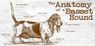 They originated in france during the 16th century and growing bassets can suffer from a painful inflammation of the long bones in the legs called eosinophilic panosteitis, or pano itchy skin (scratching, chewing, or licking); Basset Hound Native Breed Org