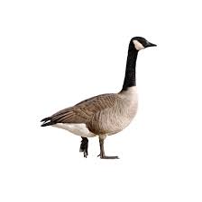 Canadian geese are territorial and known to often chase people when they feel threatened. Canada Goose