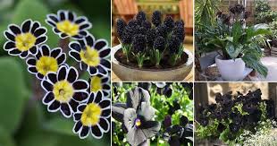 black flowers and plants to add drama