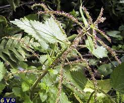 Urtica membranacea: ortica membranosa