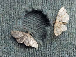stop clothes moths in their tracks