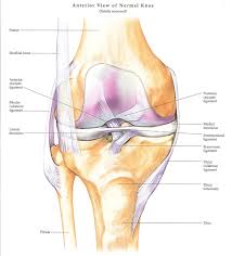 knee pain the center for physical