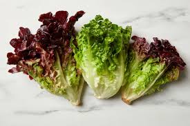 lettuce and salad green varieties