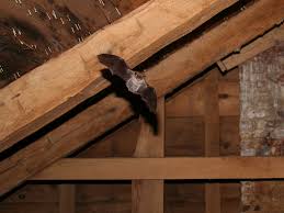 how to get bats out of the attic