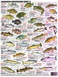 Fishermans Freshwater Fish Chart 8 By Tightline Publications