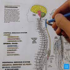 Polish your personal project or design with these spinal cord transparent png images, make it even more personalized and more attractive. Anatomy Coloring Books How To Use Free Pdf Kenhub