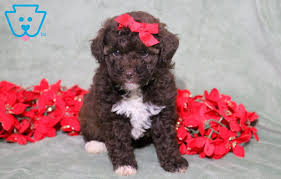 candy cane toy poodle puppy