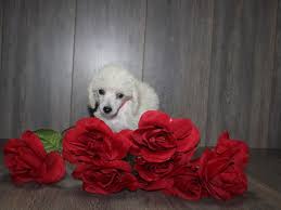 toy poodle dog female white 2467235 pet