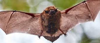 little brown bat facts myotis
