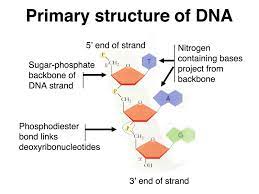 the backbone of a nucleic acid