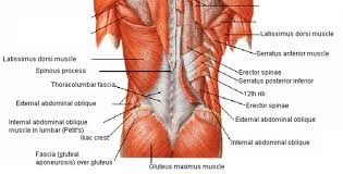 The lower back area is one of the most overlooked and under appreciated muscle group in the it's an important muscle group for mobility and stability. Hayden Perno Yes Your Lower Back Is Allowed To Be Sore