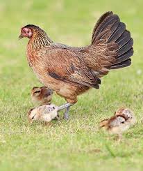 Which Chicken Breeds Make The Best Broody Hens Cackle