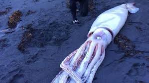 monster squid goes viral after it