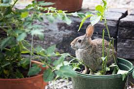 5 ways to keep rabbits out of your yard