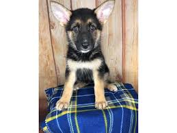 Reputable breeders are largely focused on improving and preserving the breed. German Shepherd Puppies Petland Ashland Kentucky