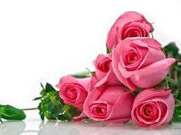 beautiful rose flower wallpapers