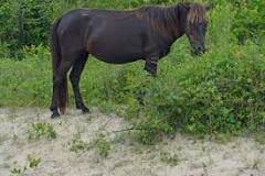are-there-wild-horses-on-ocracoke-island