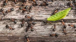 Das kann ein alarmzeichen sein! Was Hilft Gegen Ameisen Im Haus Tipps Hausmittel Herold At